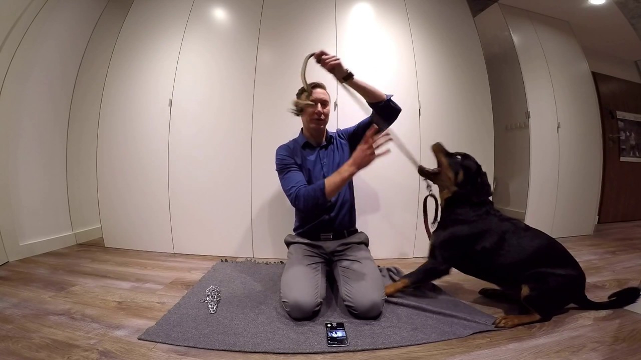 Wychowanie od podstaw #7 DarlingDogs - Kolczatka i coś dla Anetki :)