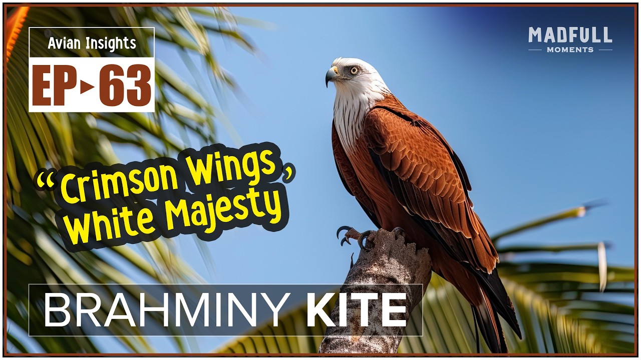 Brahminy Kite &rarr; Crimson Wings, White Majesty ● #facts @MadfullMoments ◌ EP►63