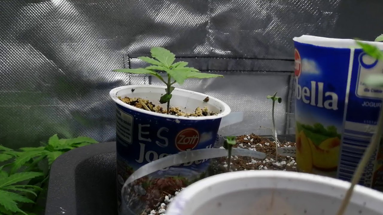 QUICK KUSH DINAFEM & CARAMELO EARLY VERSION DS
