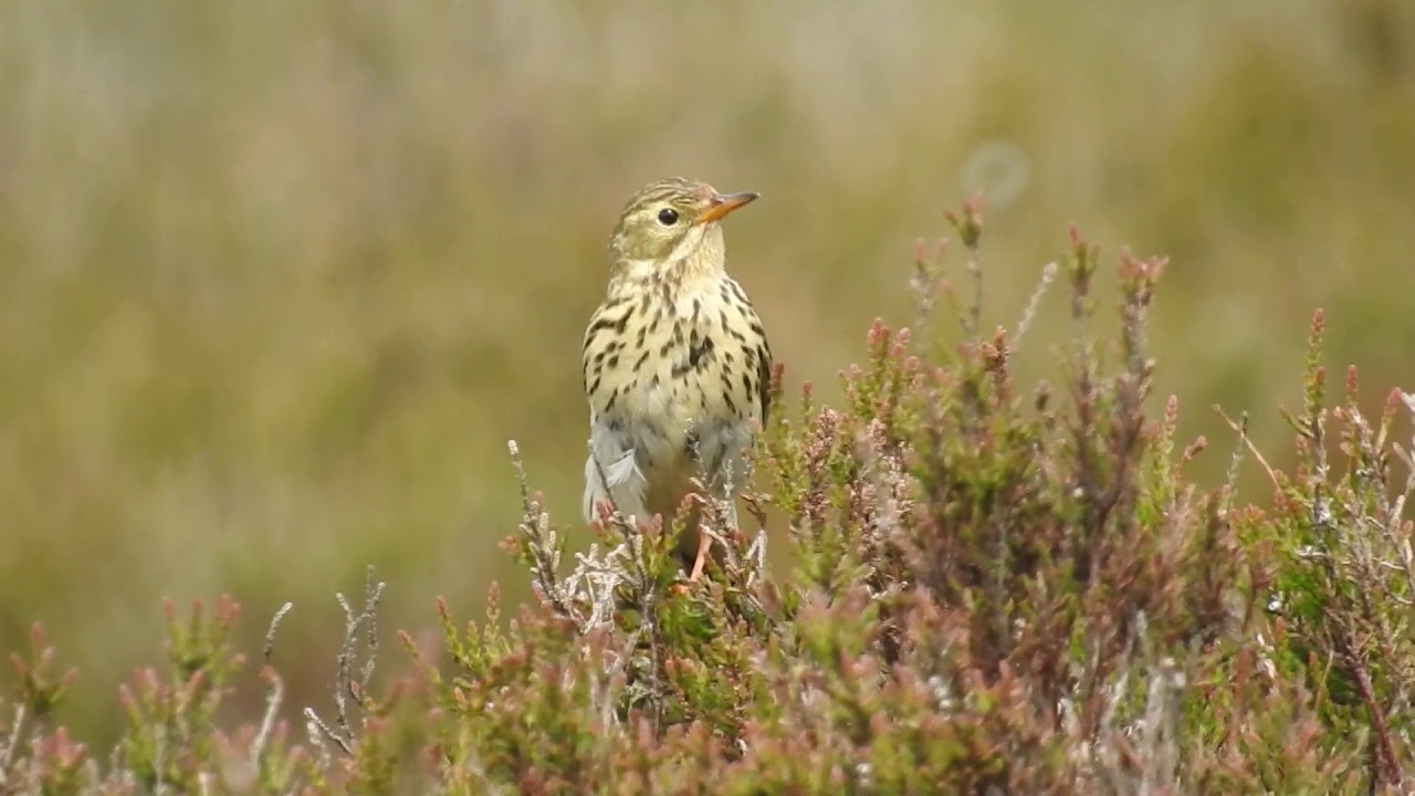 Meadow Pipit