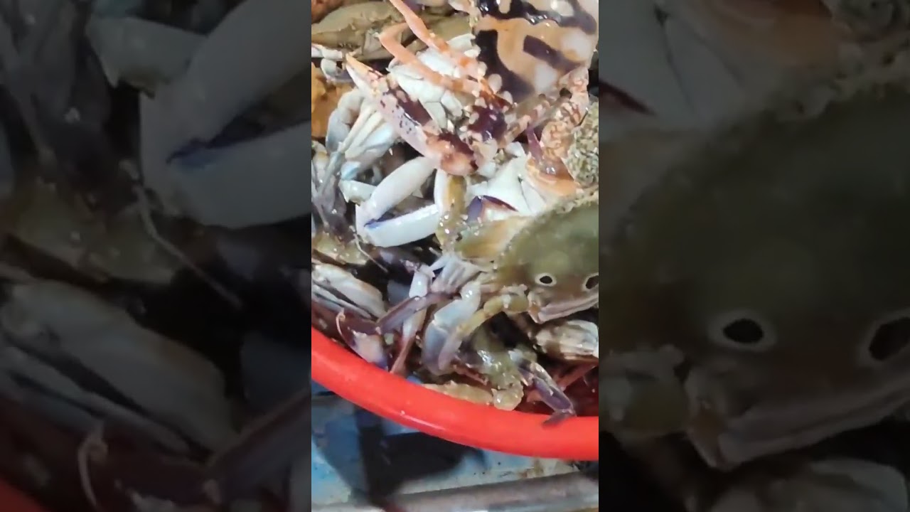Pondicherry Harbour Fish market vlog Tamil #pondicherry #harbour #fish#fishmarket #food#vlog#shorts