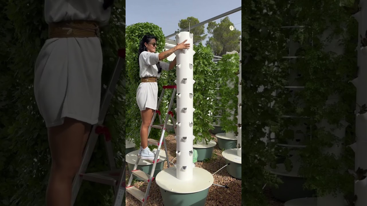Maximizing parsley production by vertical farming on aeroponic towers￼ #parsley #farming #shorts