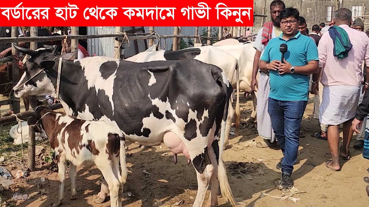 বর্ডার এলাকার কুটি চৌমুহনী হাট থেকে কমদামে উন্নত জাতের গাভী কিনুন Cow price 2026