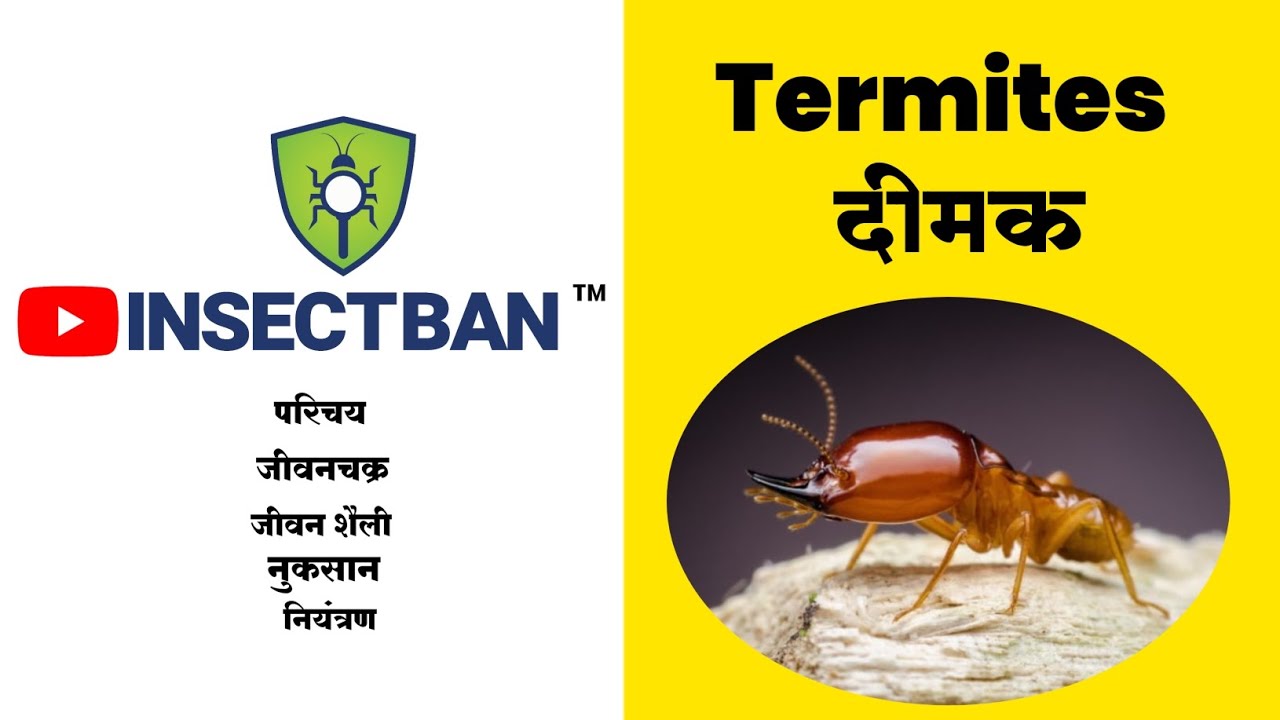 दीमक का परिचय|जीवनचक्र|जीवनशैली|नुकसान|नियंत्रण|Termites🐛#termitetreatment
