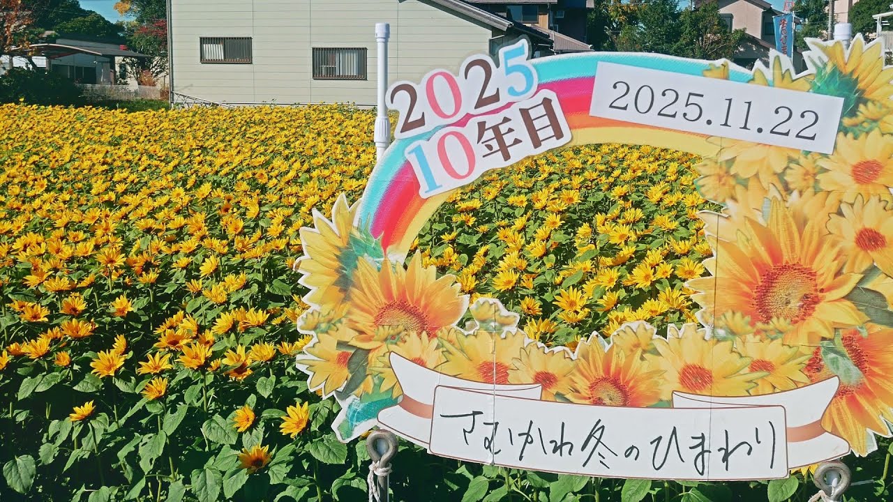 【10年目の「さむかわ冬のひまわり」】 神奈川県 寒川町 Nov 22, 2025, Sunflower