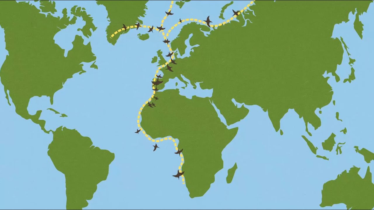 La Voie de Migration Est-Atlantique expliqué - L'Initiative Voie de Migration de la Mer de Wadden