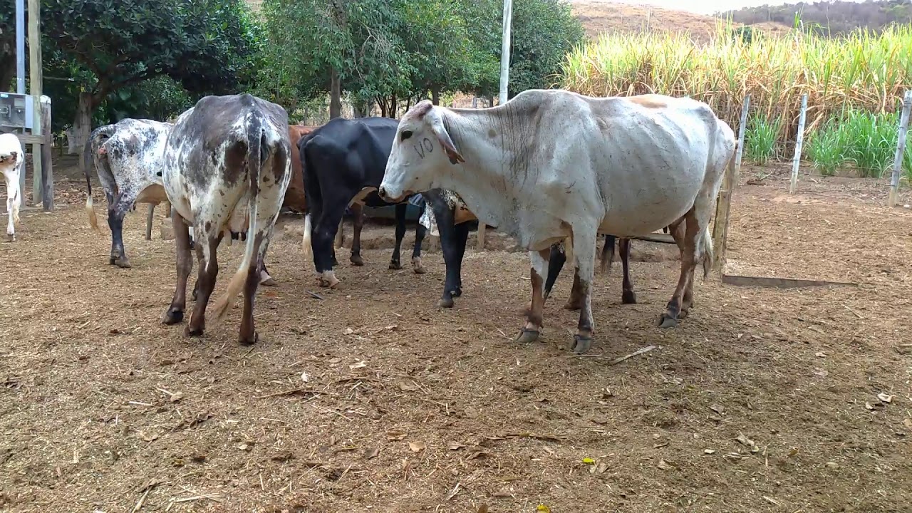 Tratando das vacas no cocho com ra&ccedil;&atilde;o picada ap&oacute;s a ordenha. Camionete chega para apanhar o leite.