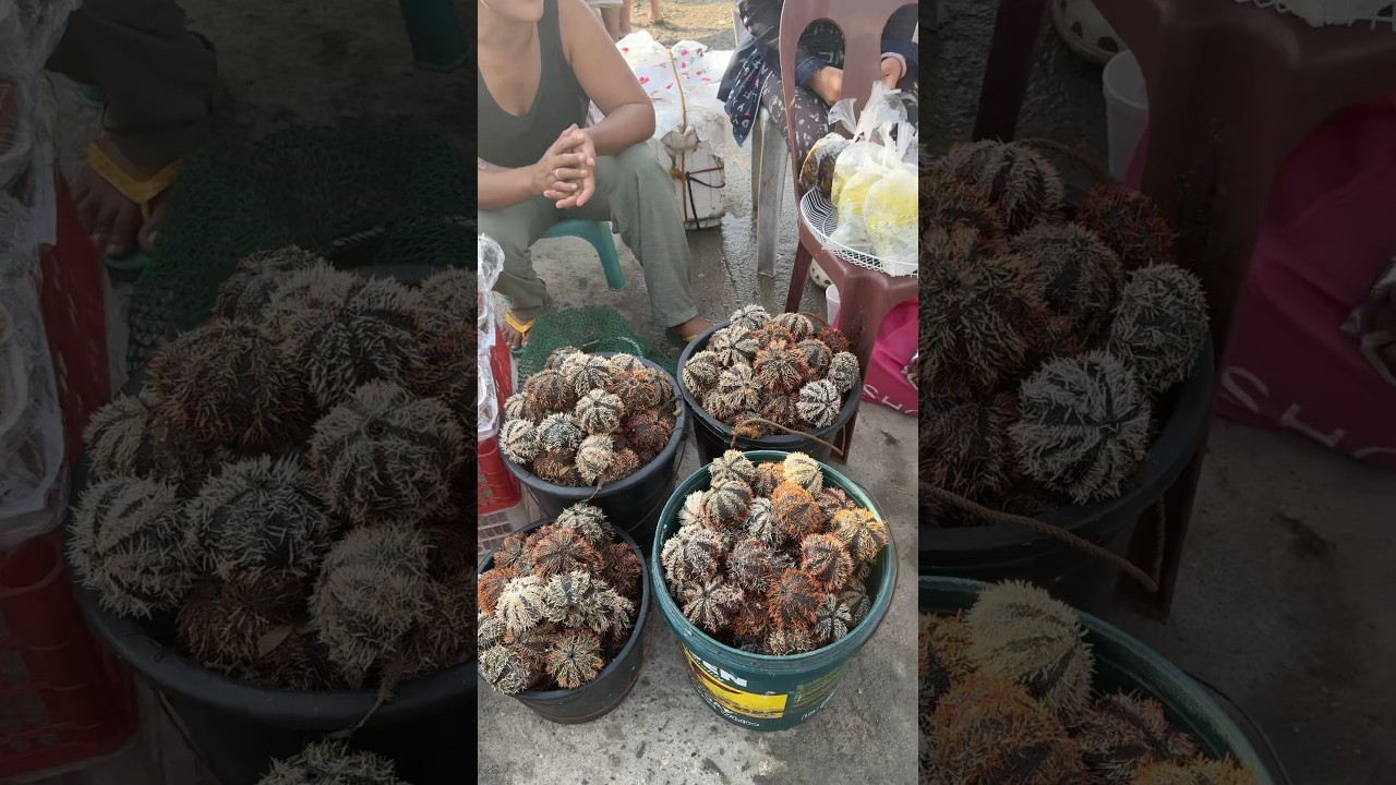 Fresh seafood every weekend in Roro Port Cordova, Cebu.