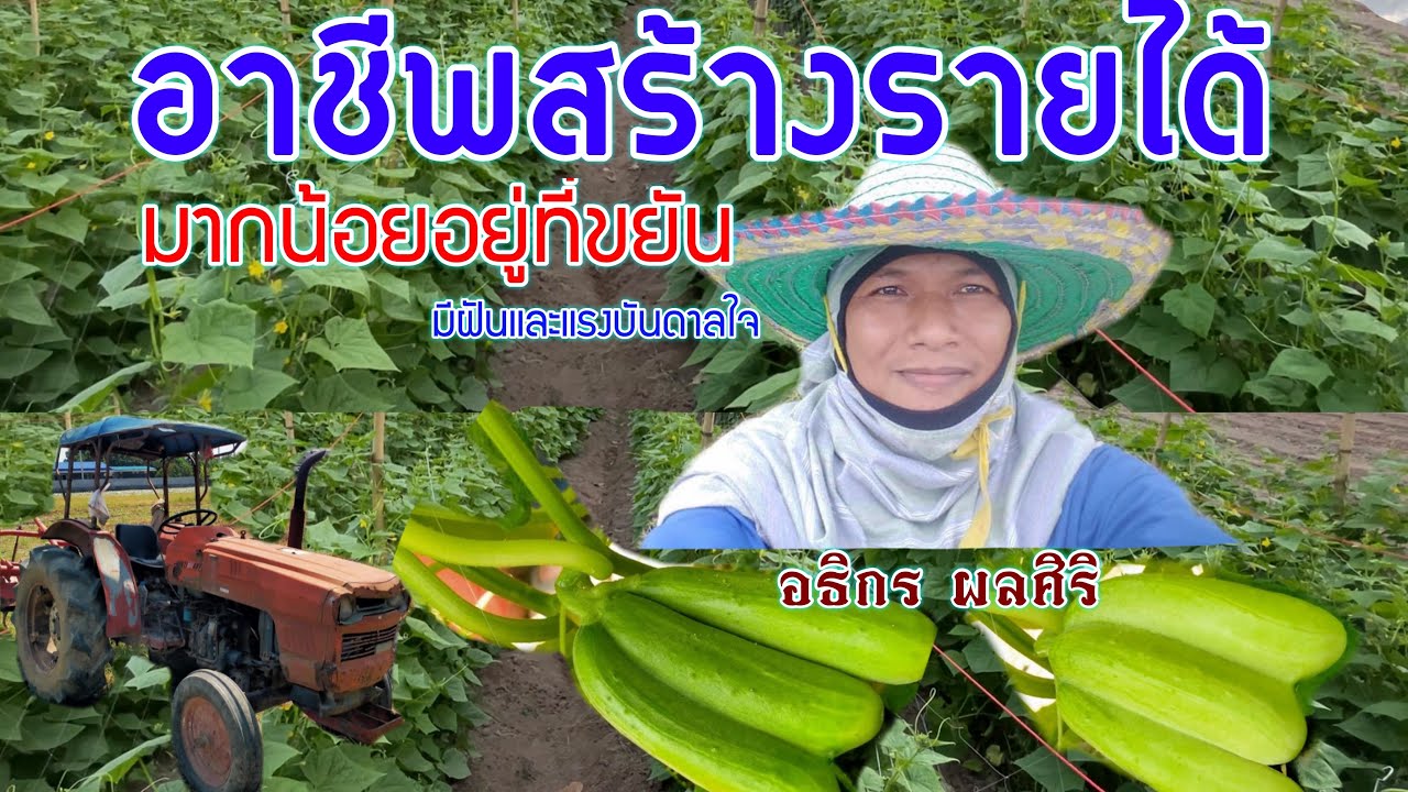 ปลูกแตงกวาปลดหนี้หลักล้านใช้เวลา 3 ปี ใครอยากได้ตามไปดู | แตงกวา | เกษตรผสมผสาน | บ่าวยุทธพาจ้วด