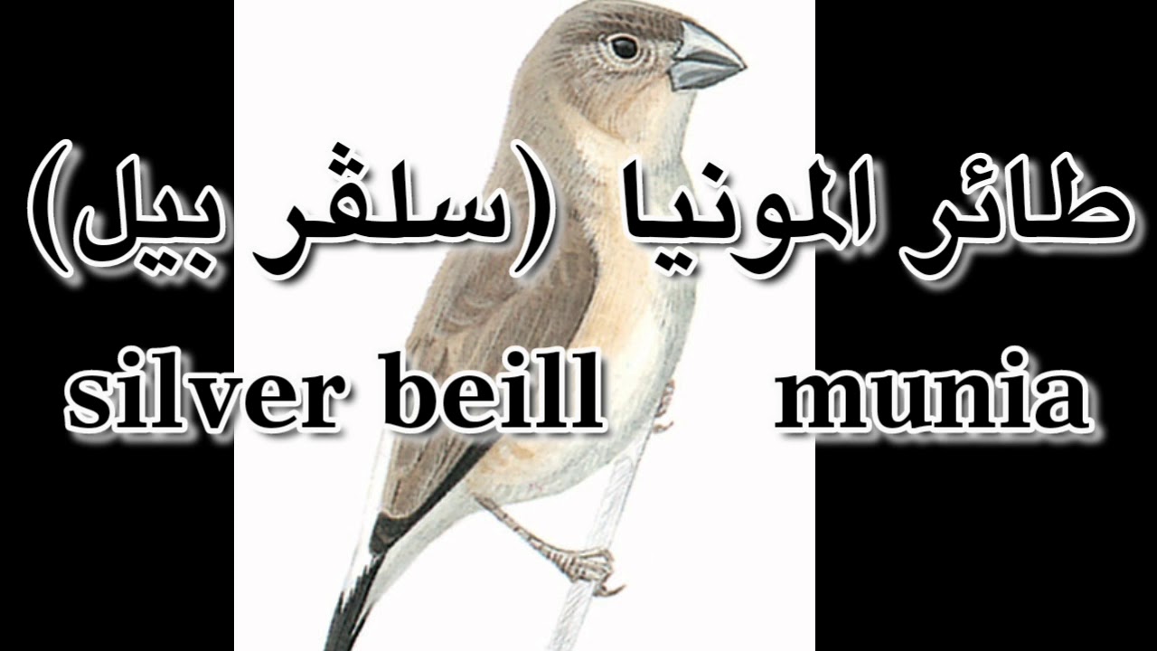 طائر المونيا (سلڤر بيل) فضي المنقار Ammonia Silver Bell