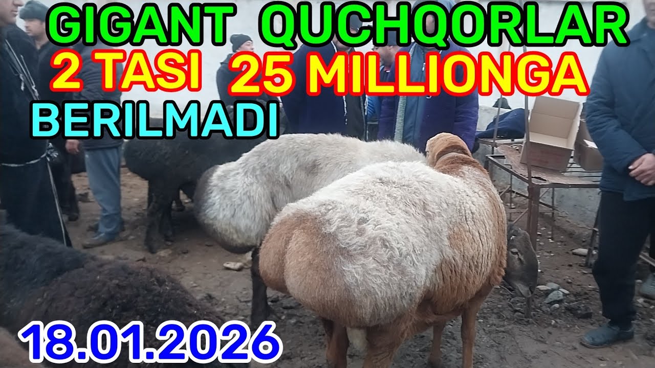 18.01.2026 NASILLIK QUCHQORLARNI ZURLARI CHIQDI QARSHI KARVON MOL BOZORIGA 