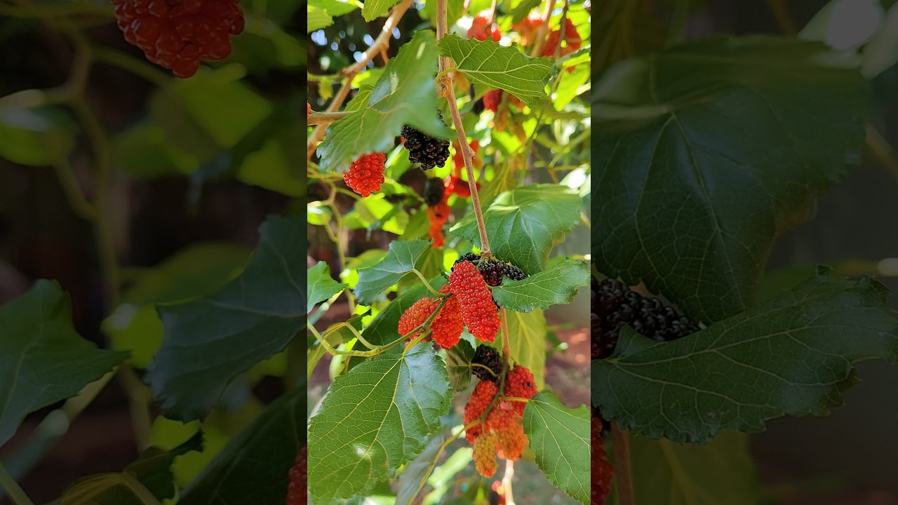 my garden #garden #amora