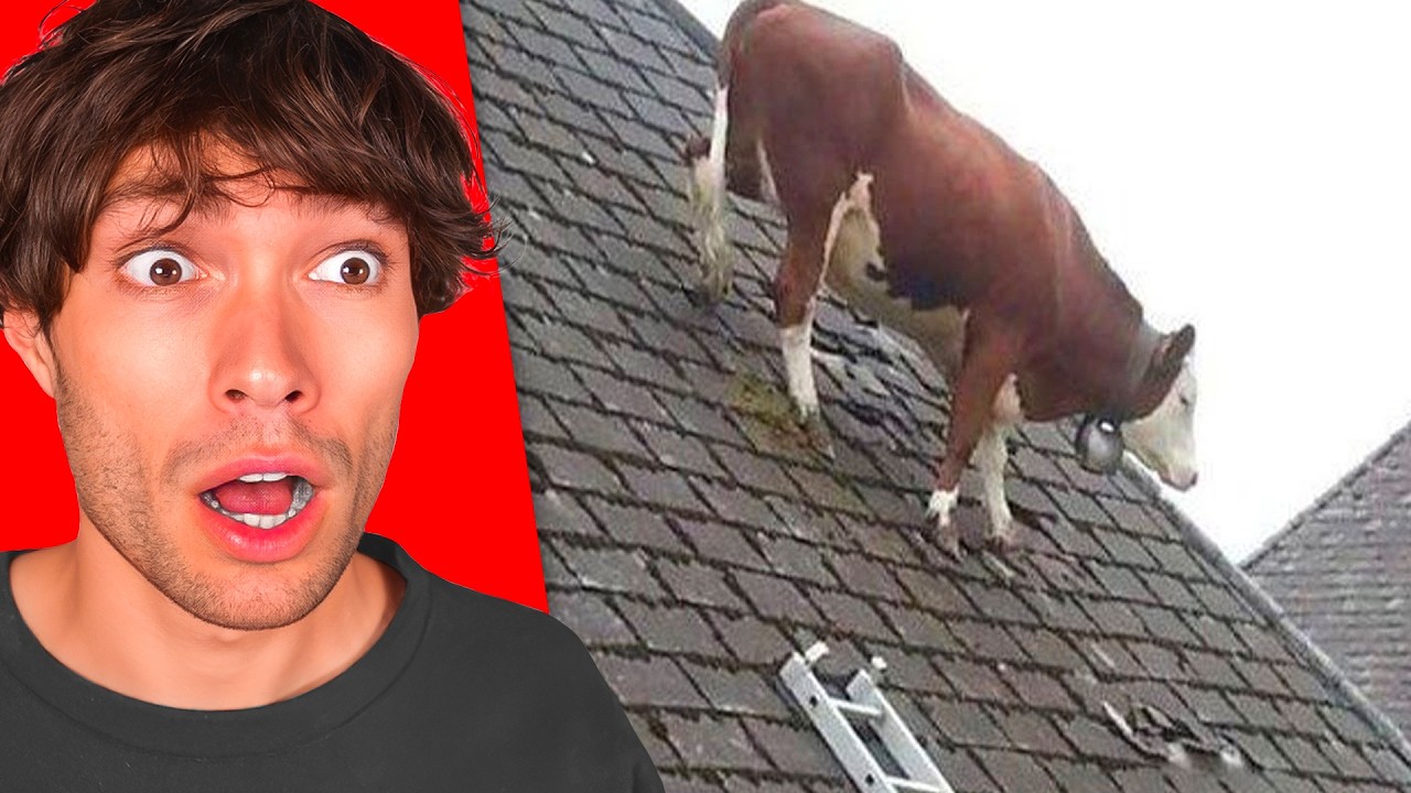 IMPOSSIBLE de pas RIRE avec ces vidéos D'ANIMAUX ! (ça a refait ma journée)