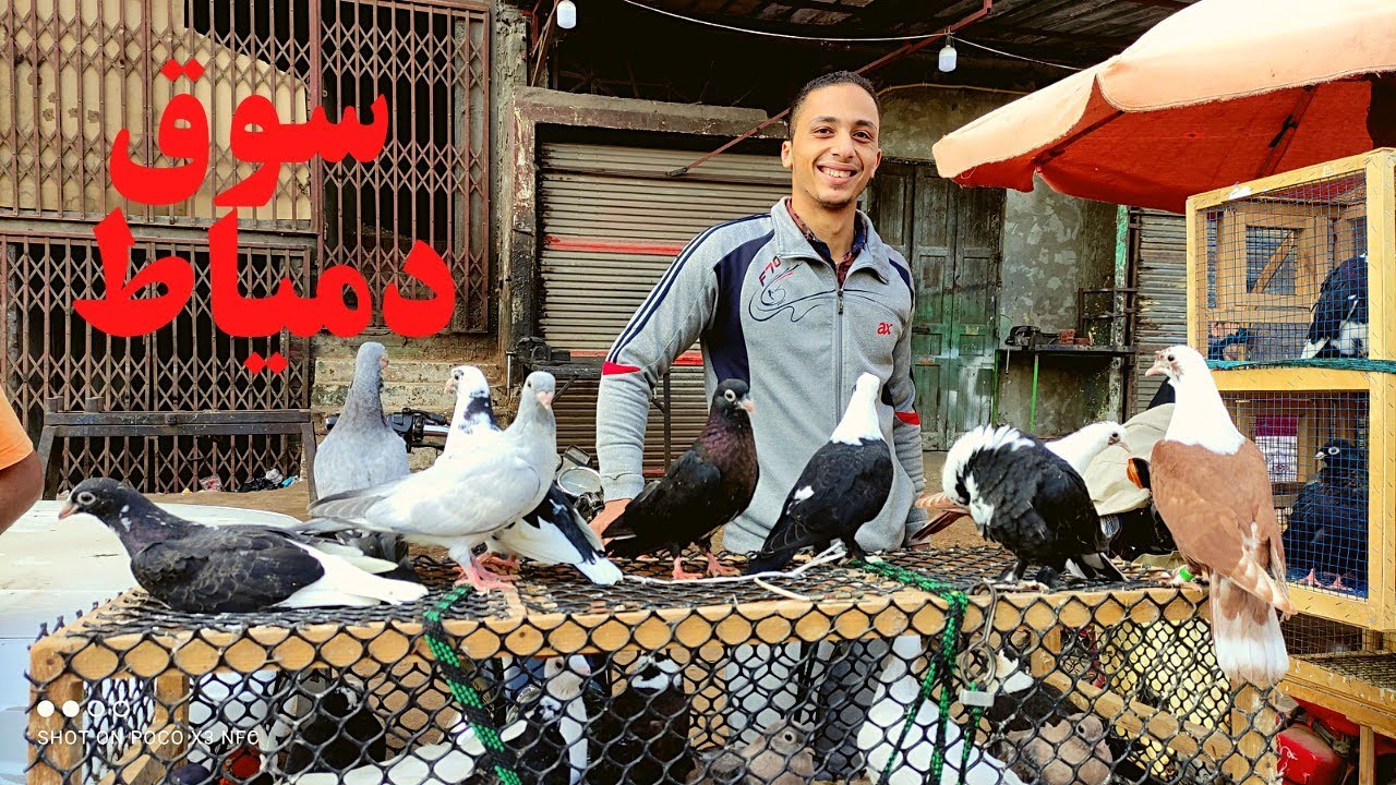 اسعار الحمام فى سوق دمياط كل انواع الحمام موجوده حمام الشخشخلي بالكوم