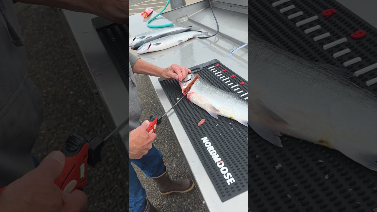 Electric fillet knife! easy work