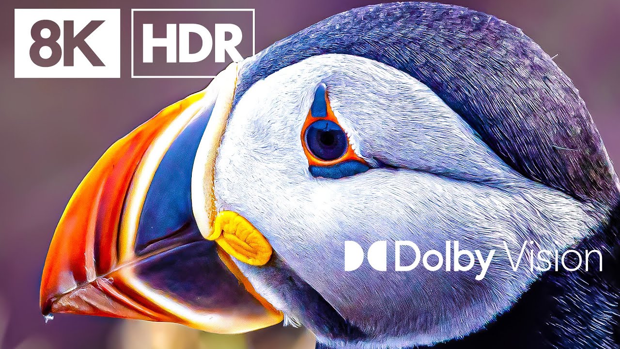 BIRDS OF PARADISE - DOLBY VISION&trade; 8K HDR 60FPS