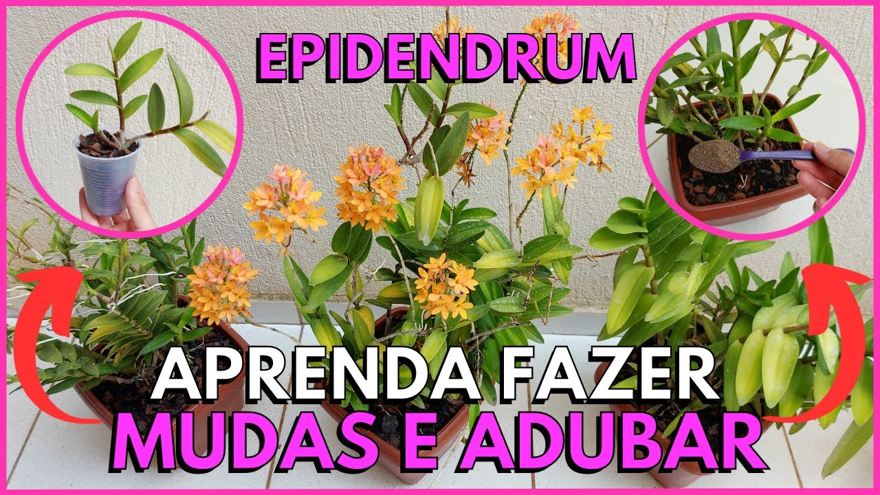 COMO FAZER MUDAS E ADUBAR ORQUÍDEA EPIDENDRUM? ☝️😉