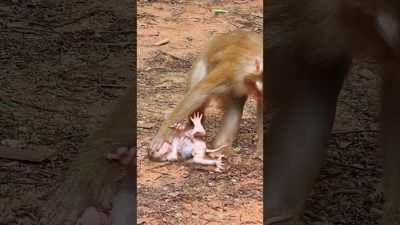 Rewinding Time: Luno's Birth and Early Life#108 #short #macaque #cute #monkeybehaviours