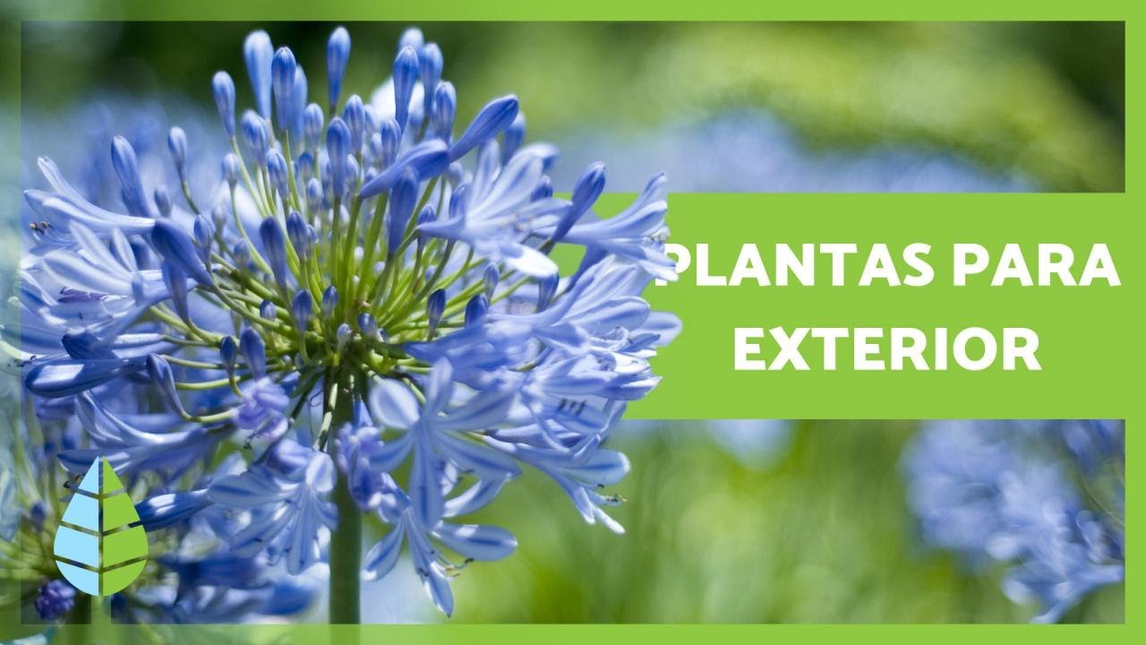10 PLANTAS para JARDIM - resistentes ao SOL e ao FRIO 🌼🌿