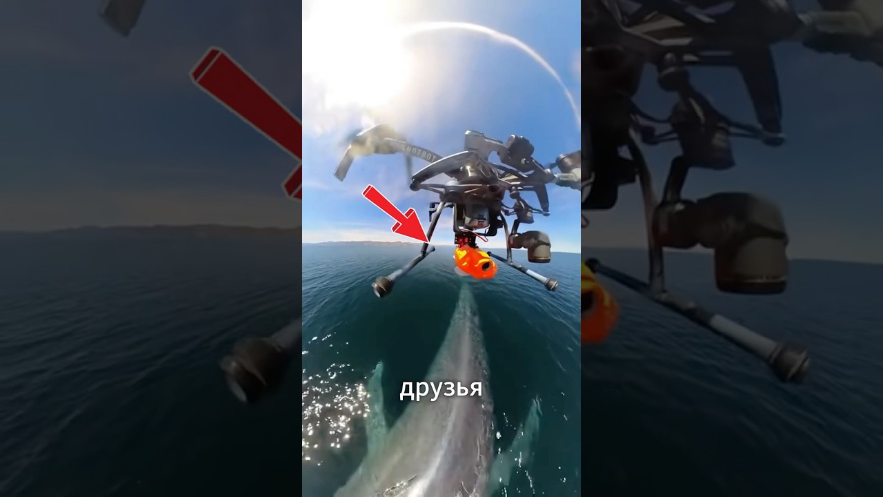 Дроны спасают китов от гибели 🐋🚁 #Факты #россия
