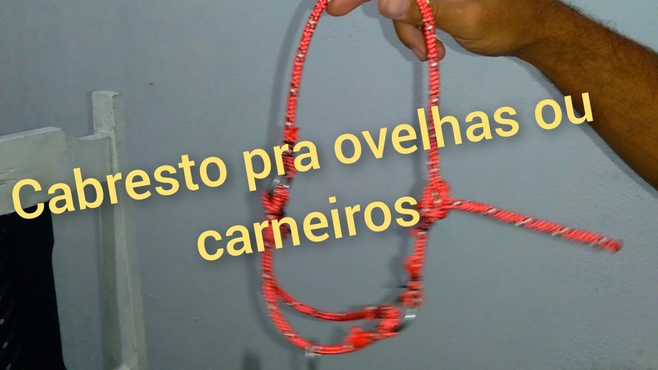 fazendo cabresto pra ovelhas ou carneiros