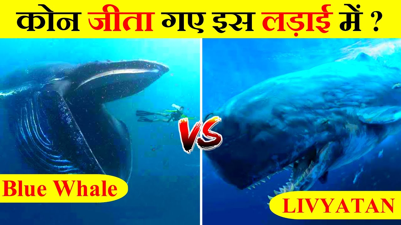 Livyatan vs Blue Whale कोन ज्यादा ताकतवर है ?? | In Hindi | Anokhe Sach