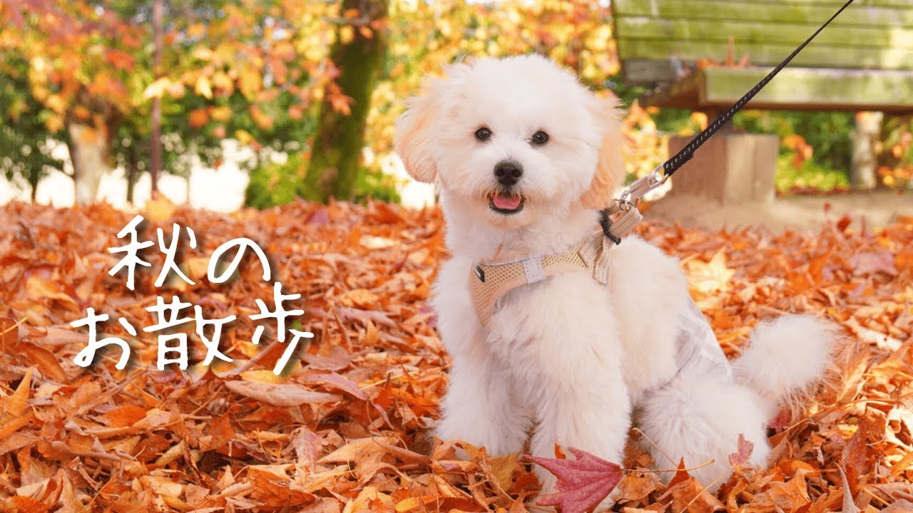 紅葉の中でお散歩 | Autumn Walk