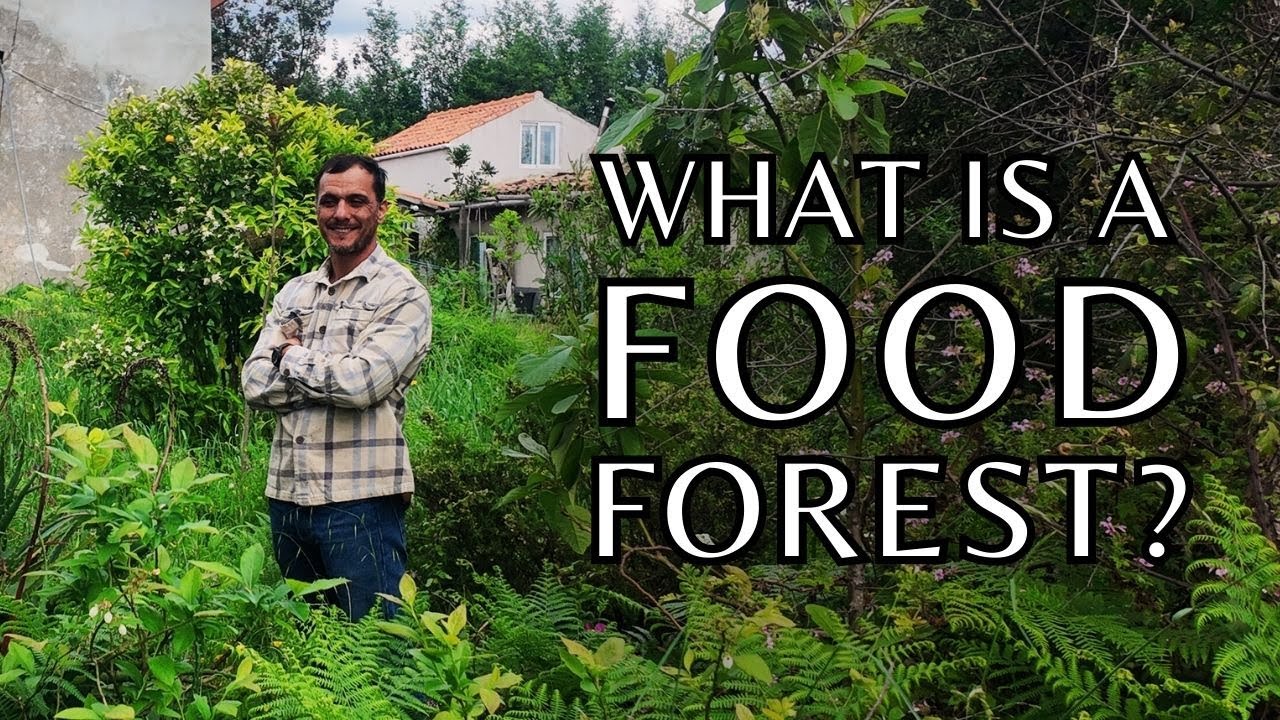What is a food forest? How to design your very own food forest