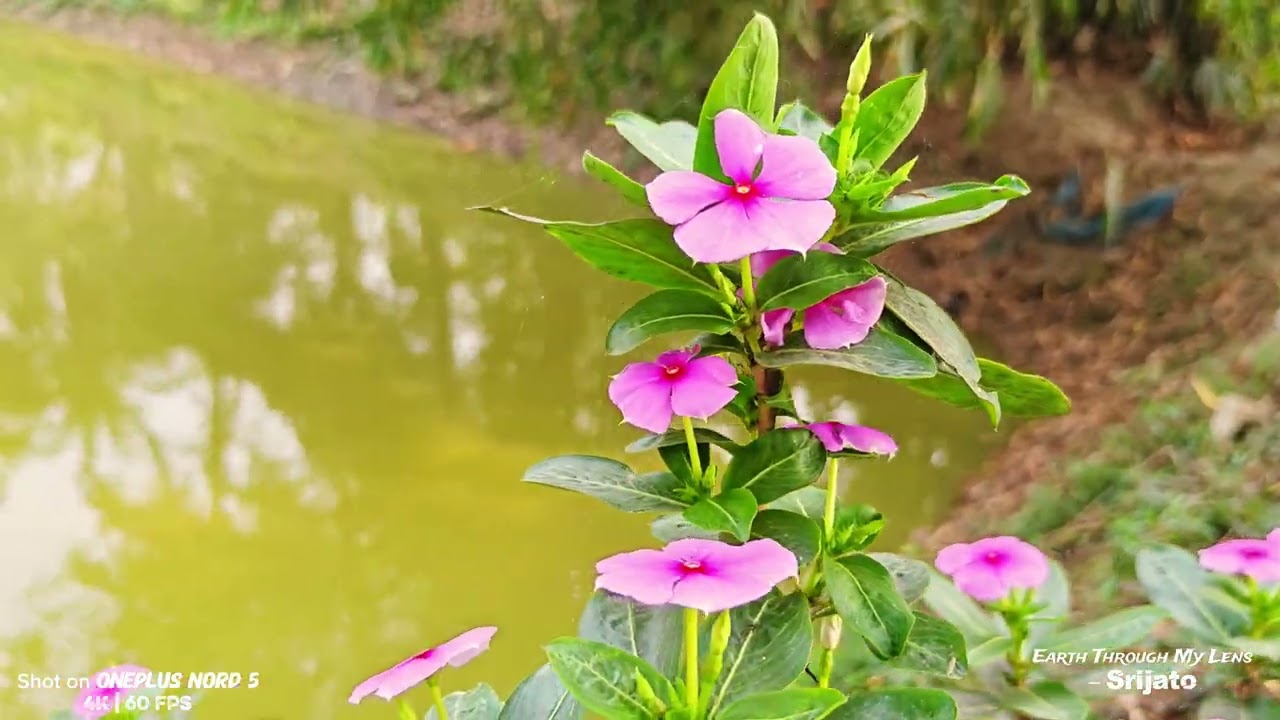 Summer Nature in 4K | Peaceful Green Landscape | Earth Through My Lens