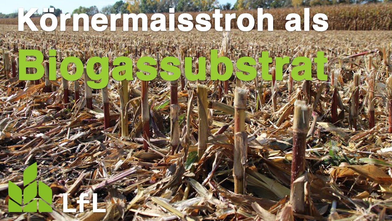 Körnermaisstroh zur Verwendung als Biogassubstrat