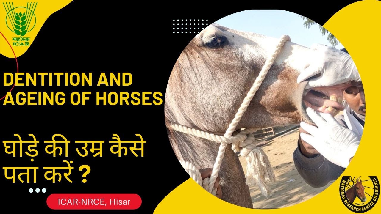 Horse dental anatomy: A comprehensive guide घोड़ों का दंत विज्ञान