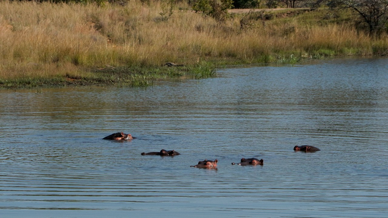 Speed meets strength: cheetah and rhinos