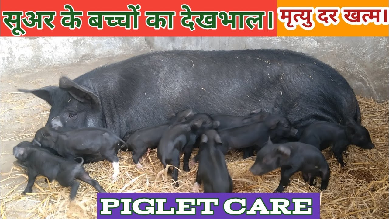 PIGLET CARE . सूअर के बच्चों को ध्यान देना।