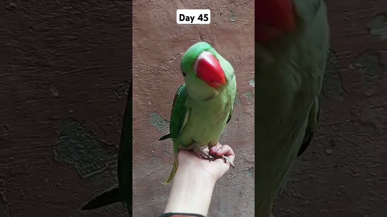 #fantasticparrot #babybird #birds #firstparrot #babyparrot #parrott #parrot