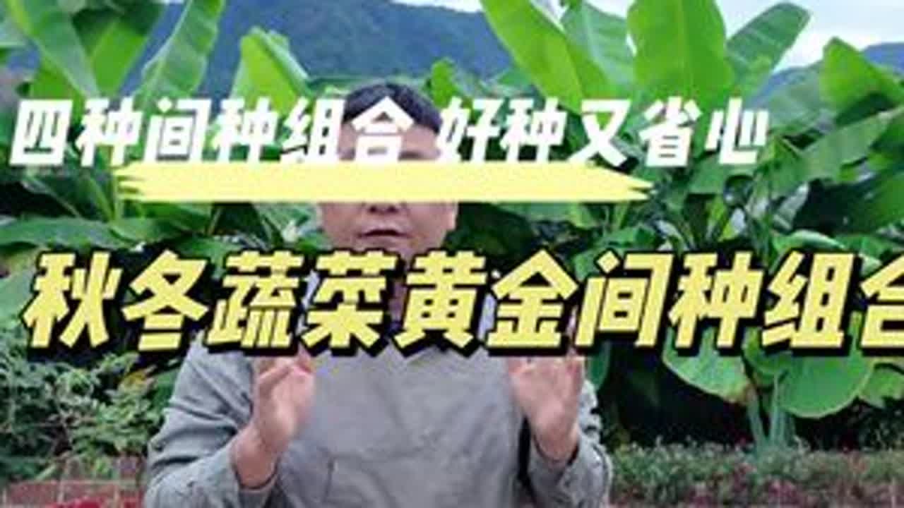 4种秋冬蔬菜黄金间种组合 跟着菜大叔学蔬菜间种搭配，好种又省心！#蔬菜间种 #蔬菜种植 #间种 #跟着菜大叔学种菜 #家庭种植纯天然绿色蔬菜