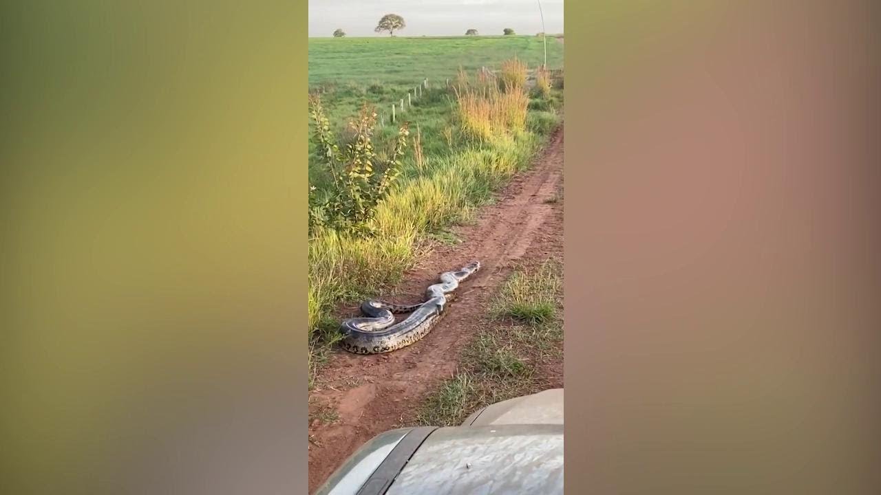 Brasile, sulla strada c'è un anaconda: l'unica soluzione è fare marcia indietro