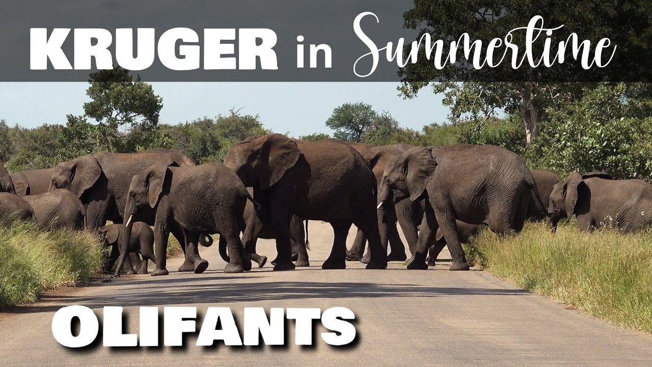 Kruger Safari Olifants Camp - March 2025 Lush Summer Wildlife