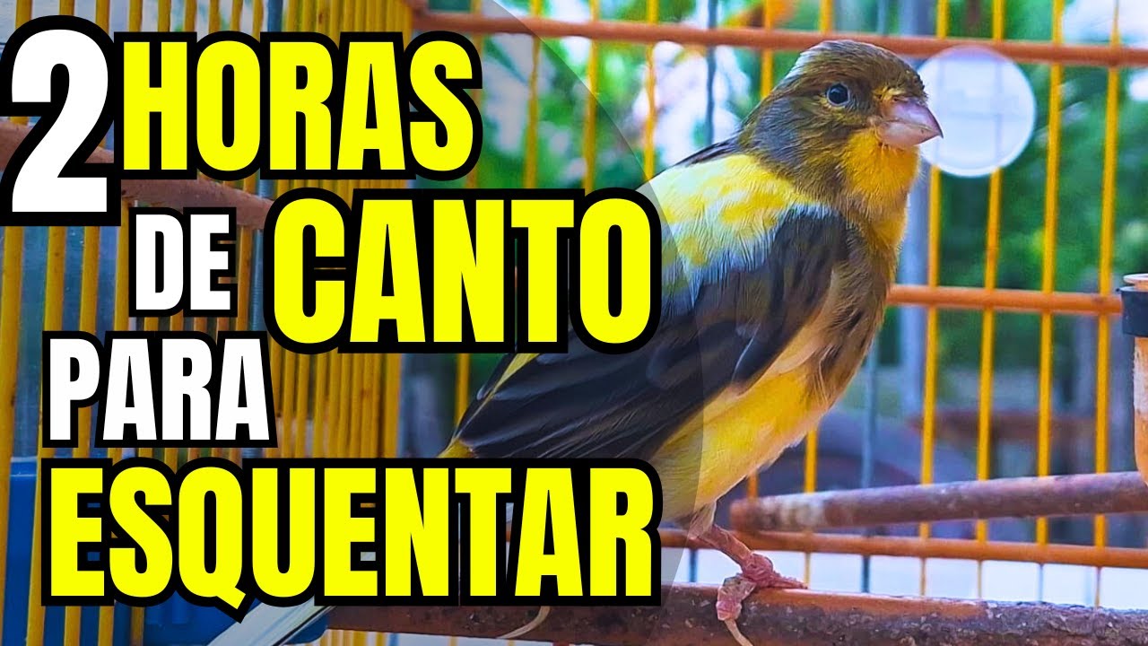 Canario Belga - 2 HORAS de Canto do Canário Belga | Belga Cantando MUITO!