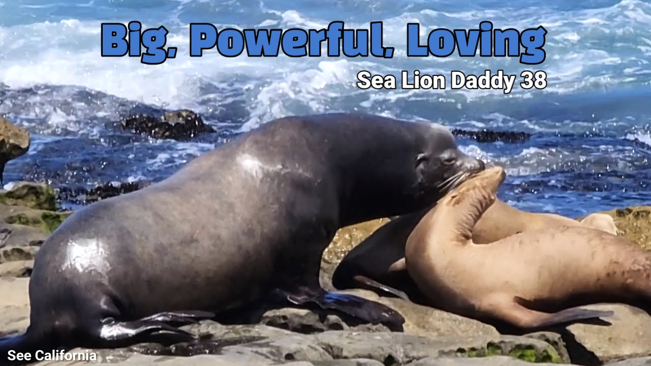 Big, Powerful, Loving!  Sea Lion Daddy 38