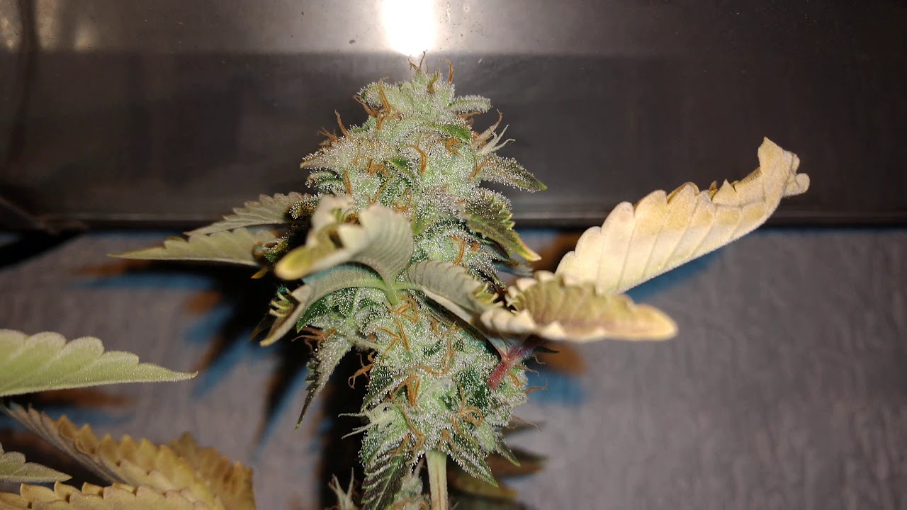 Flora da AK 47, Choco Cream e Critical+2.0