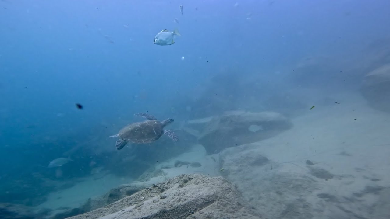 Narrowneck Reef & Gold Coast Seaway - 14.06.2025 | Entry #29