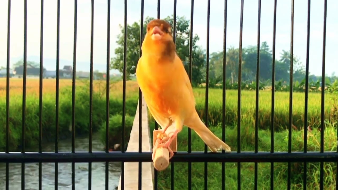 Belgian Canary Tempts All The Canaries to Sing‼️ The Most Magical Training
