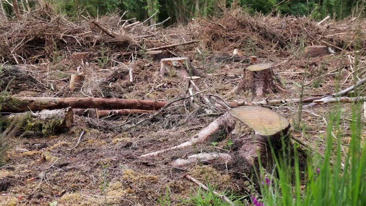 Manus Crowley, Chairperson of Pro Silva Ireland talks about Continuous Cover Forestry and Clearfell