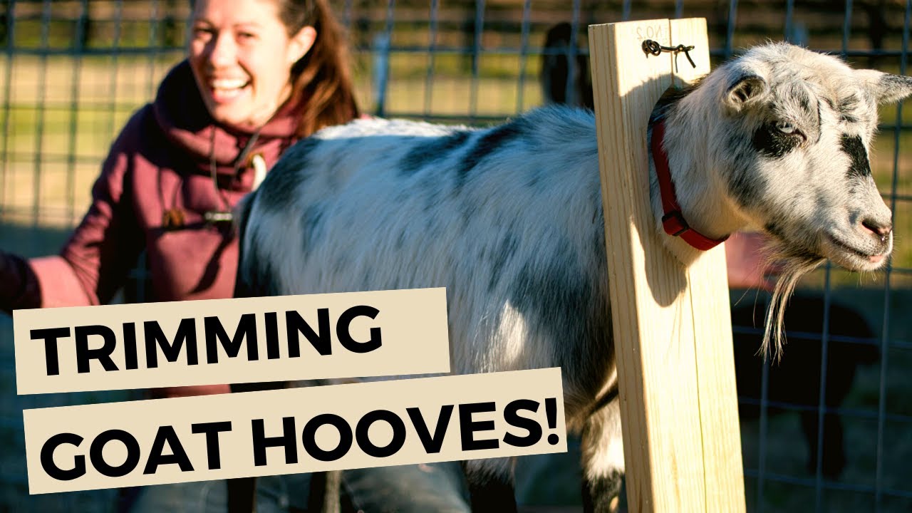 Goat Care: Trimming Hooves, Giving Shots, Pregnancy Tests // Homesteading