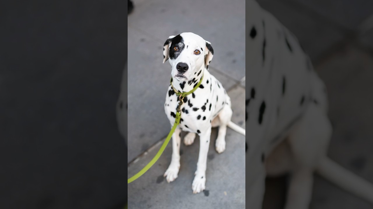 Nugget is looking for the other 100 Dalmatians!