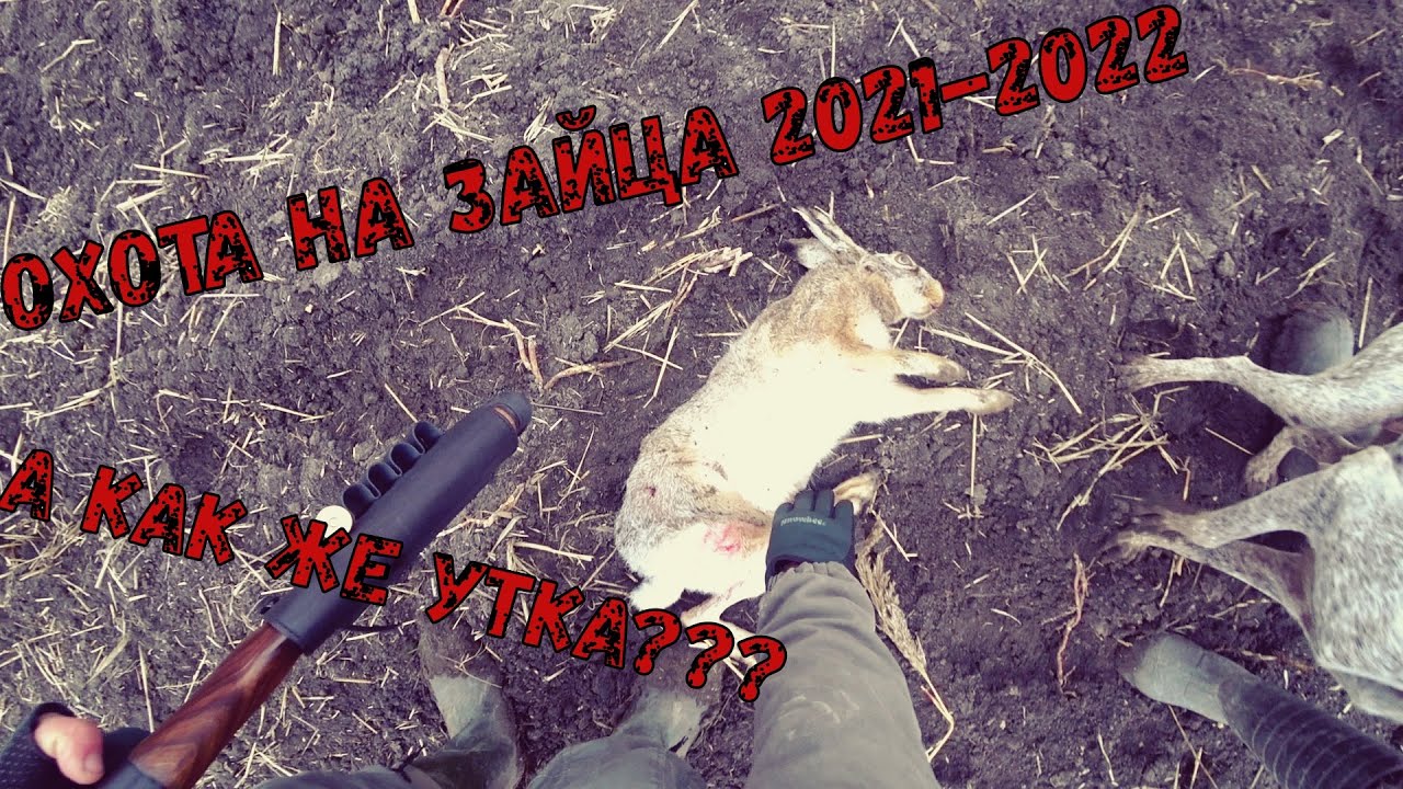 ОХОТА НА ЗАЙЦА 2021-2022 : ПОПУТНО ИЩЕМ МЕСТО ДЛЯ ОХОТЫ НА ПЕРЕЛЕТНУЮ УТКУ