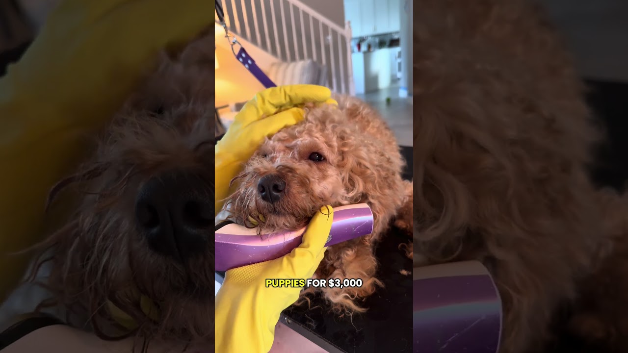 Преображение спасённой собаки! 💔🐶 #грумингсобаки #собака #шортыдлясобаки #шортыдляпитомца #питомцы
