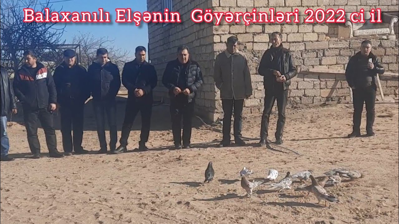 Balaxani Elsenin  Teqdimati #AzerbaycanGoyercinlerFederasiyasi  #Bakigoyercinleri2022  #goyercinler
