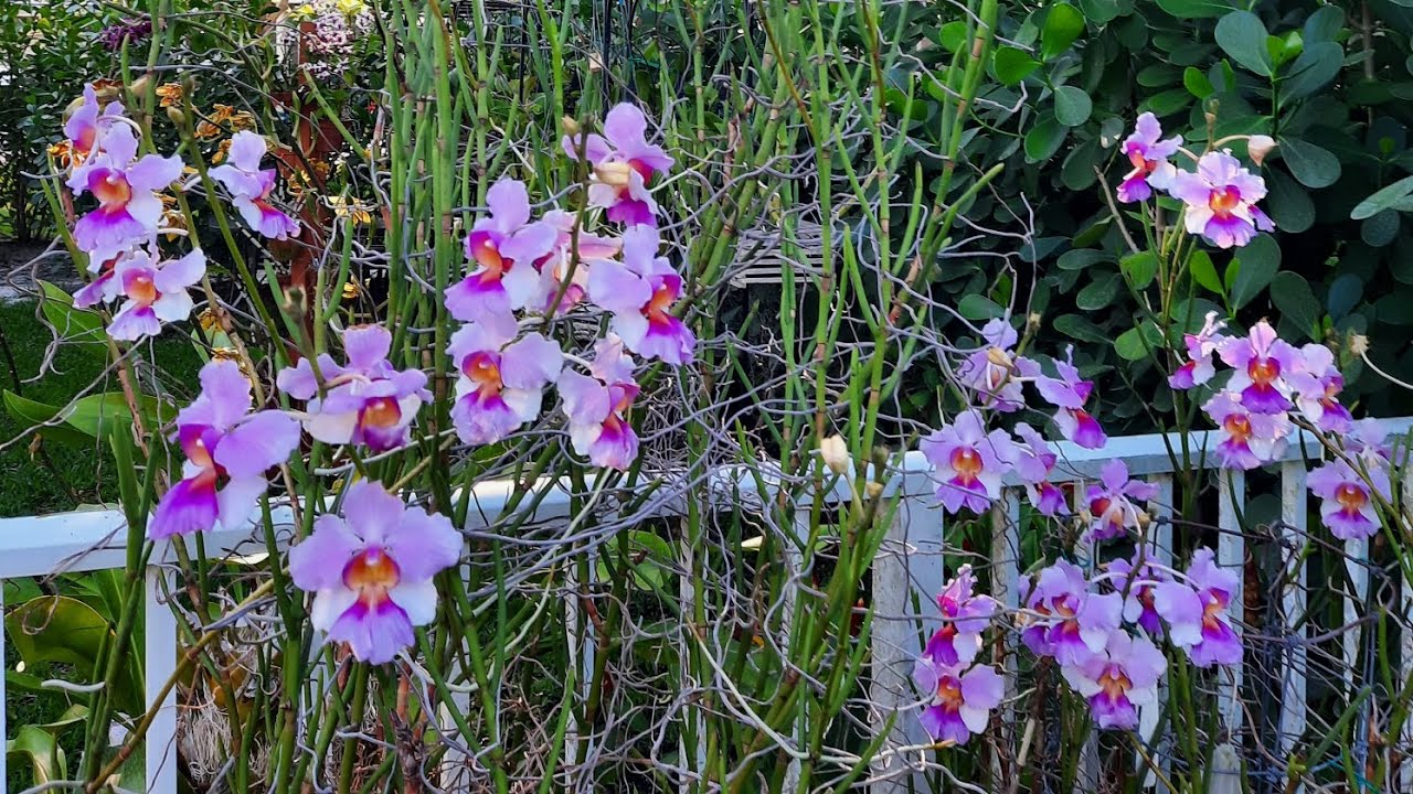 Orchid garden, May blooms. 2025 @orchidnewbee8786