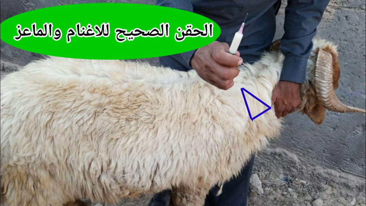 الطريقة الصحيحة لحقن الادوية في العضل وتحت الجلد عند الاغنام والماعز